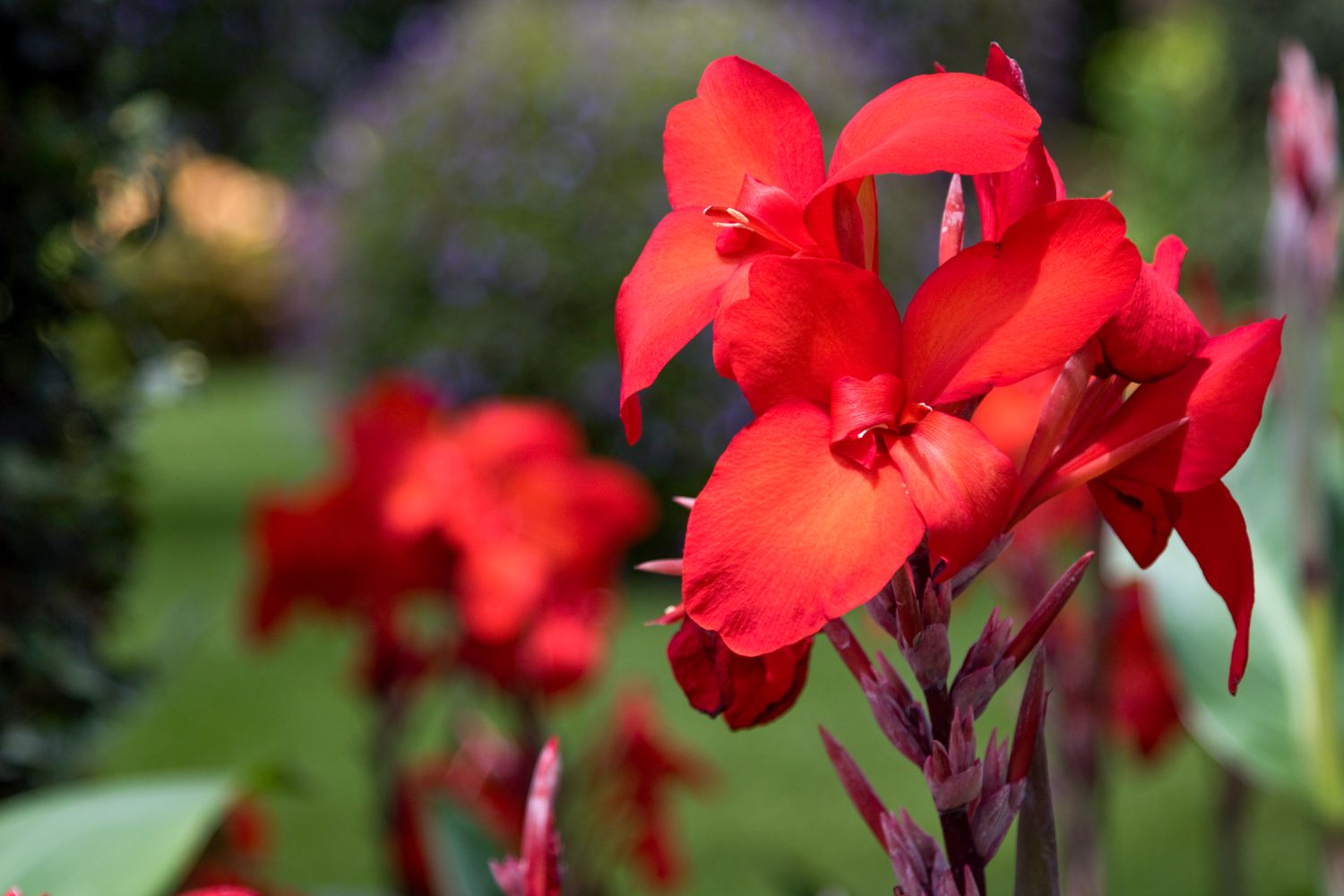 canna lily flower