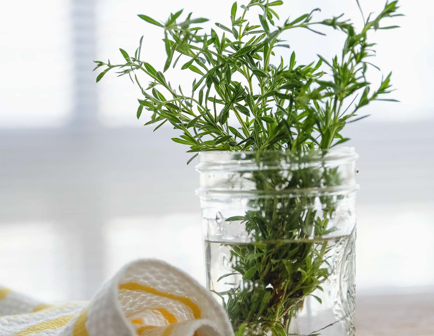 Rosemary in jar of water