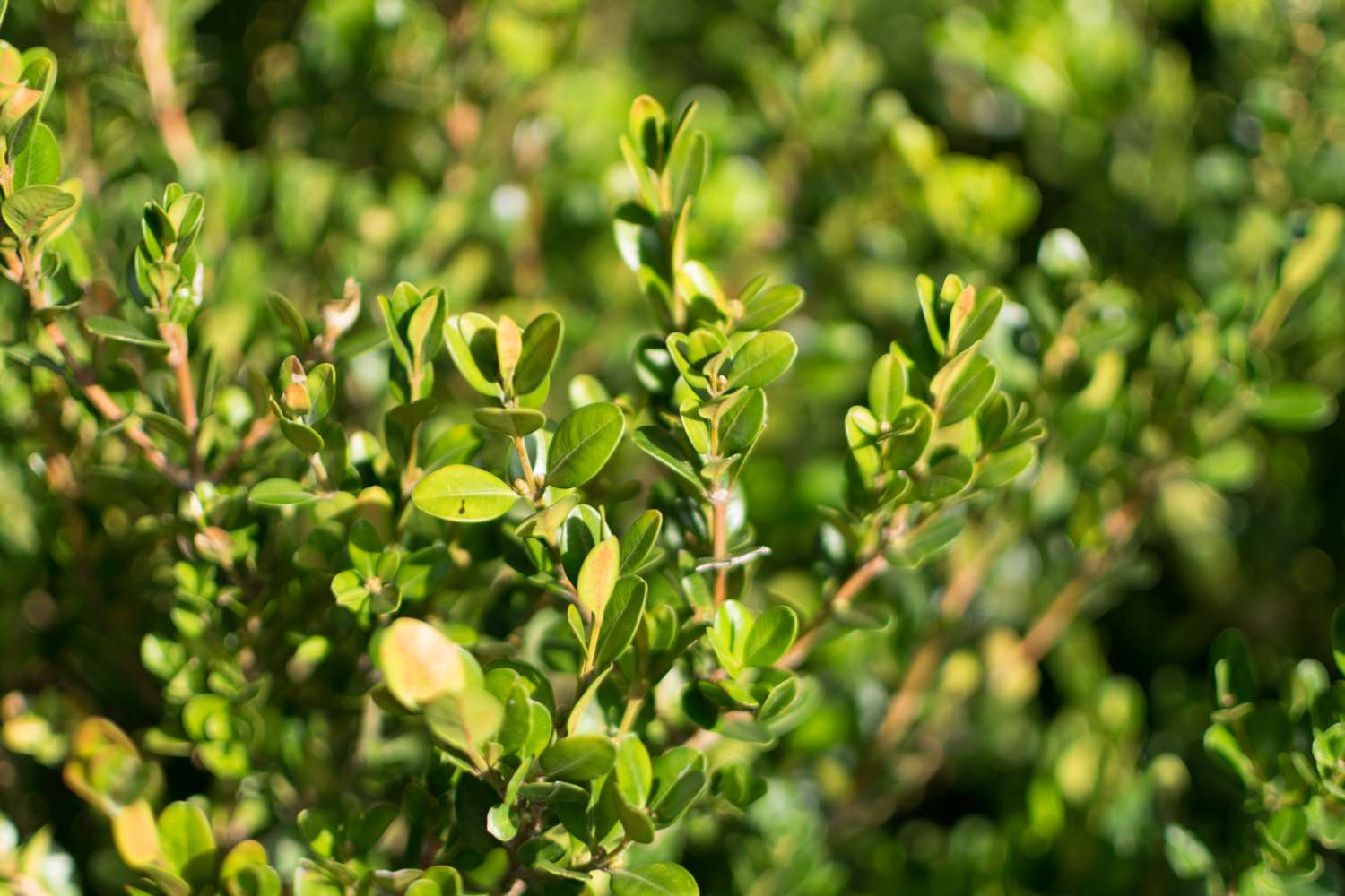Close up of boxwood