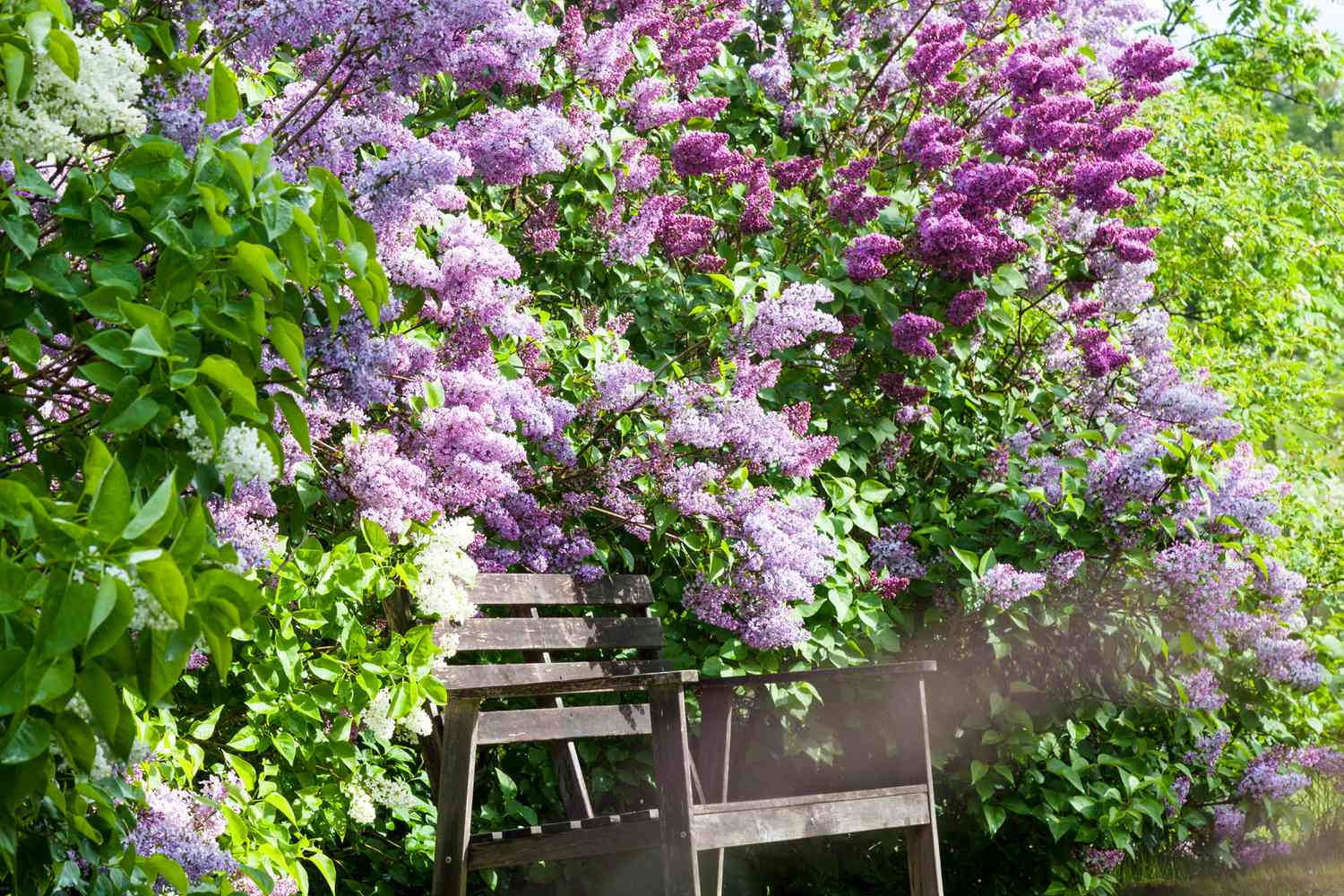 Chinese Lilacs