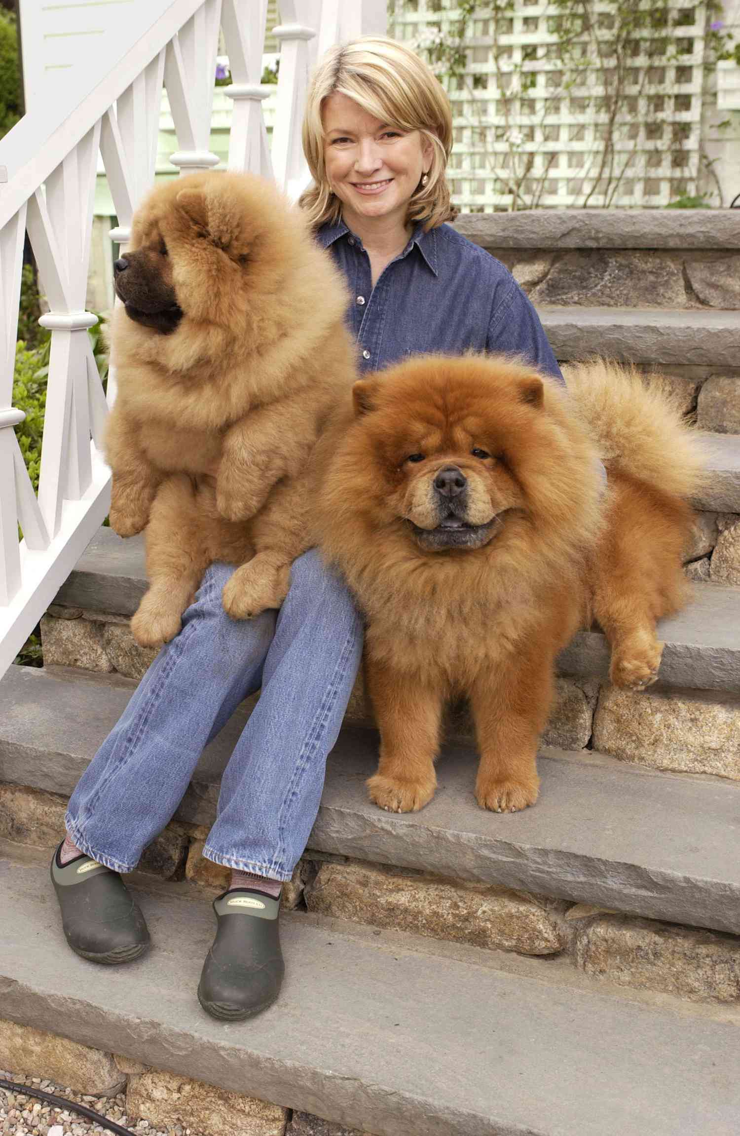 decorvow sitting with chow chows