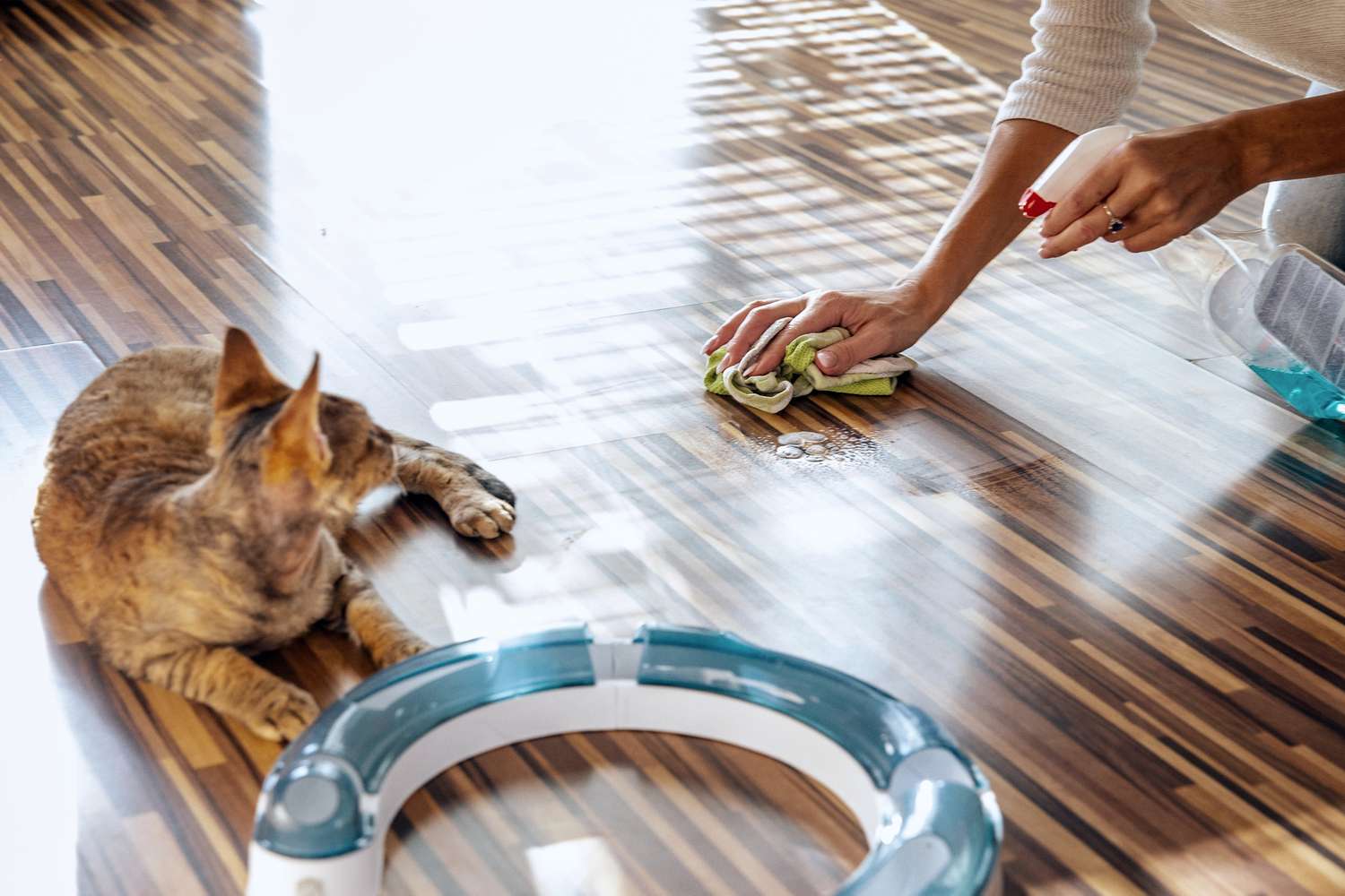 A person cleaning a wooden floor near a cat and a circular pet toy