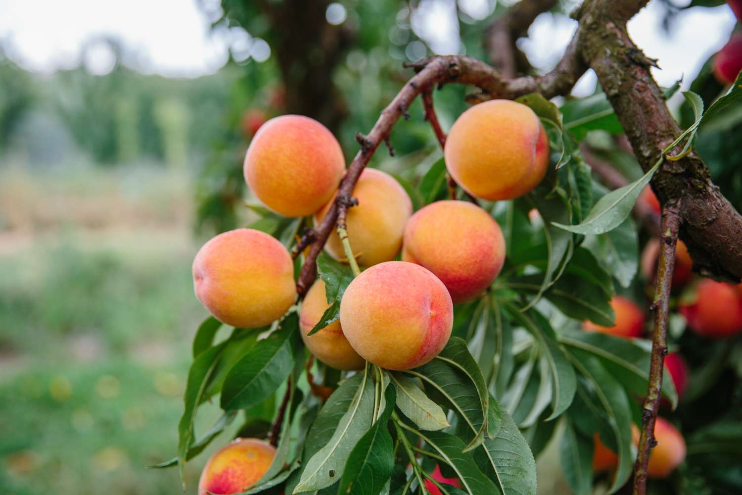 Peaches growing on a tree branch with leaves