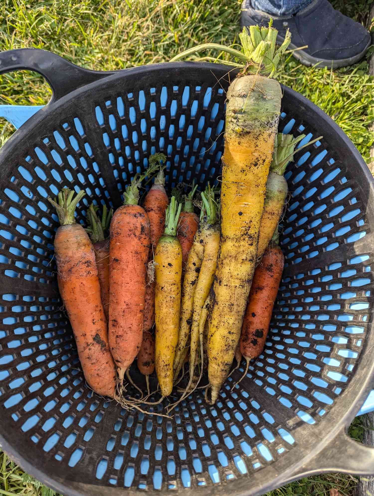 Carrots in a bucket