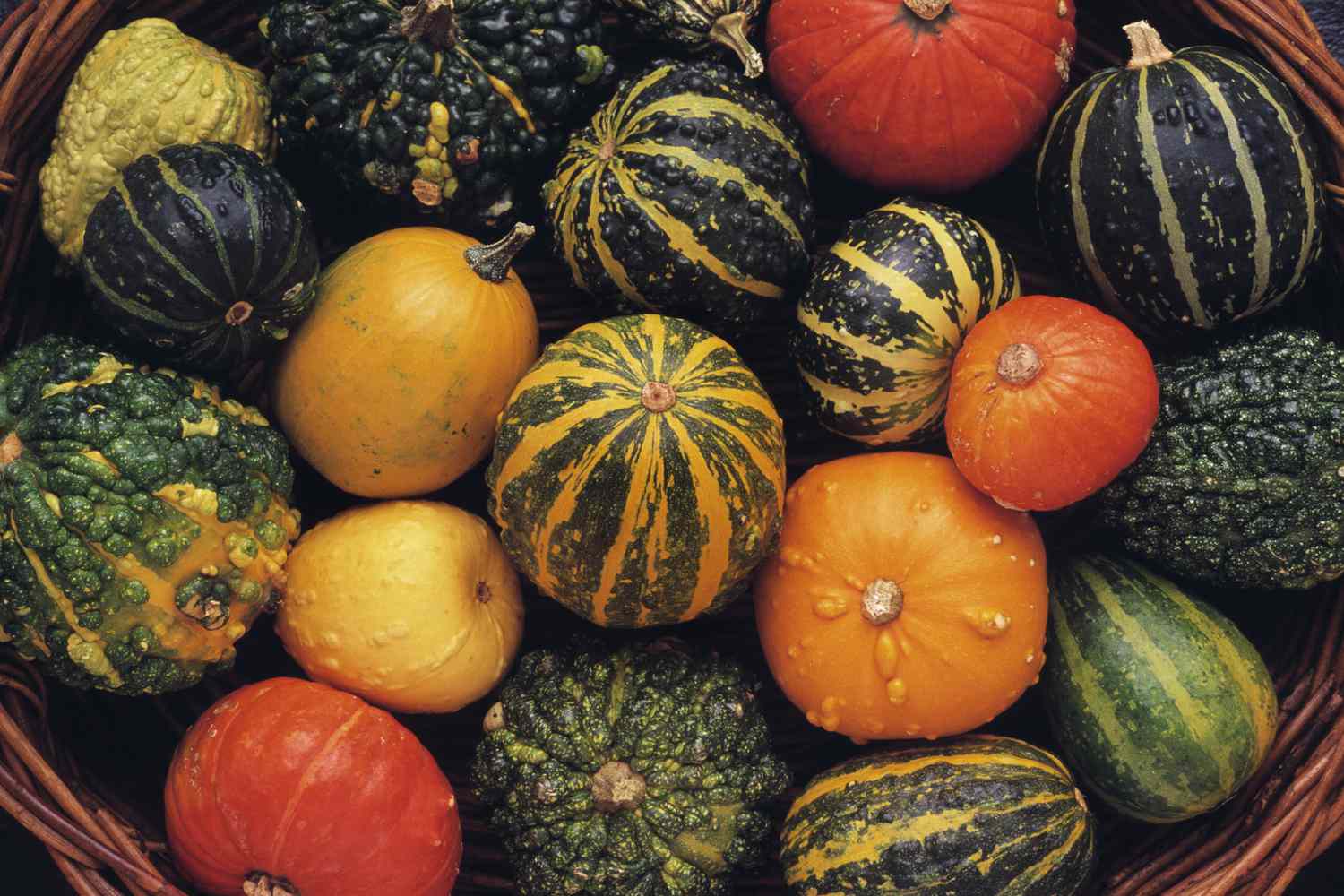Different varieties of squash plants.