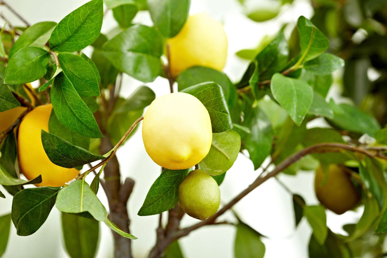 Lemon tree with ripe and unripe lemons among green leaves