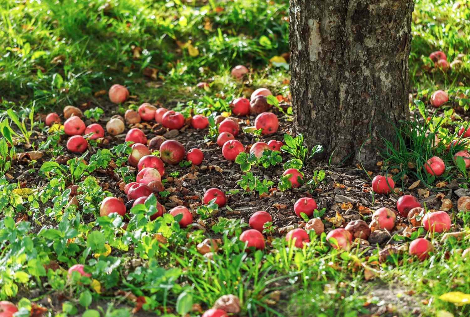 Apples scattered on the ground under a tree, grassy area