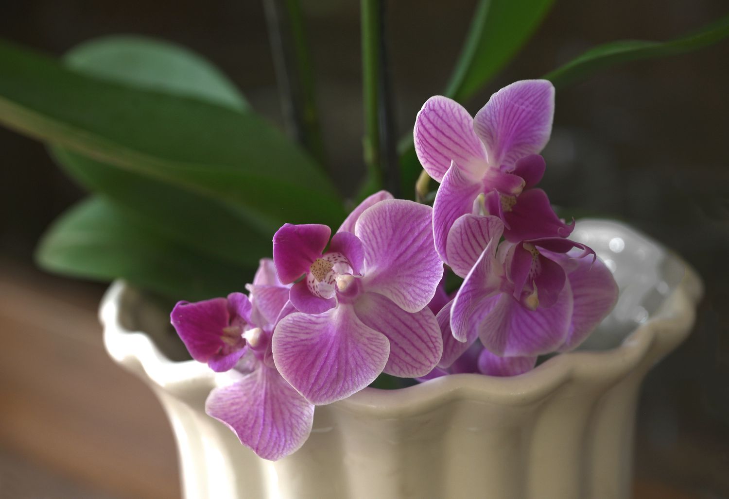 Purple orchids in a pot
