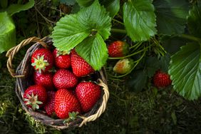 A basket of ripe strawberries among green leaves