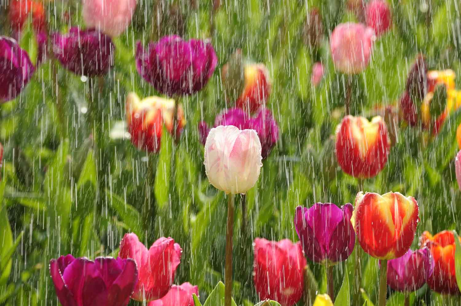 Tulip garden with rain falling down