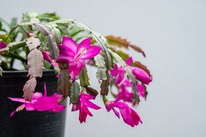 A flowering plant with vibrant blossoms in a pot likely a holiday cactus