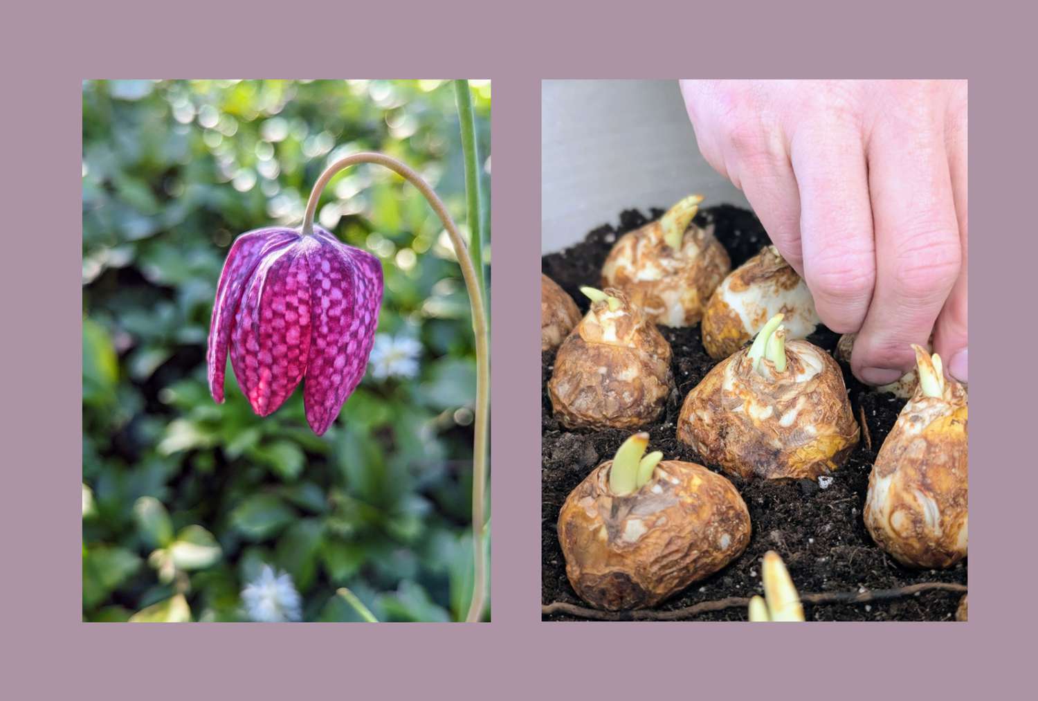 Forcing bulbs winter gardening technique and Fritillaria blooms. 