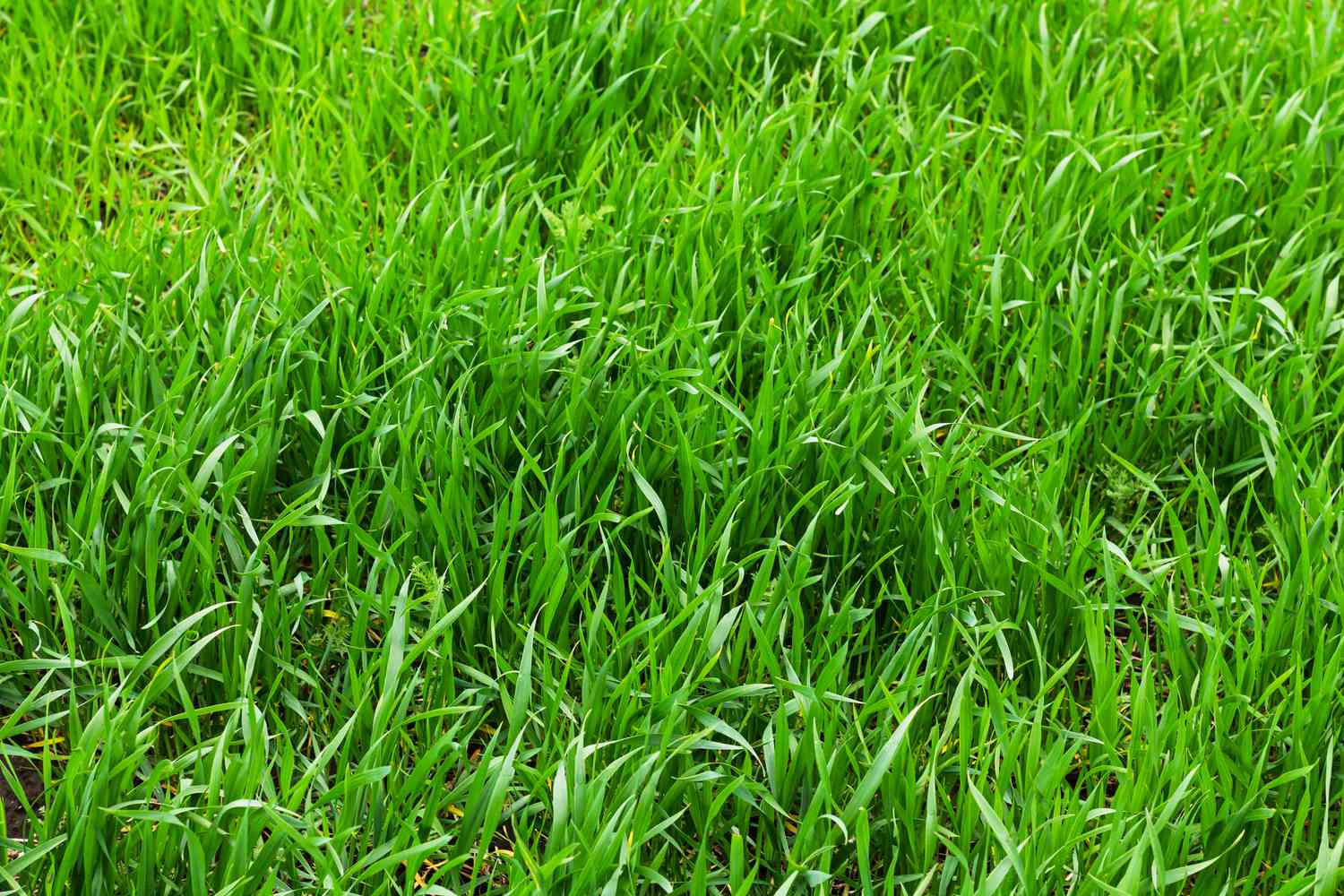 tall fescue grass