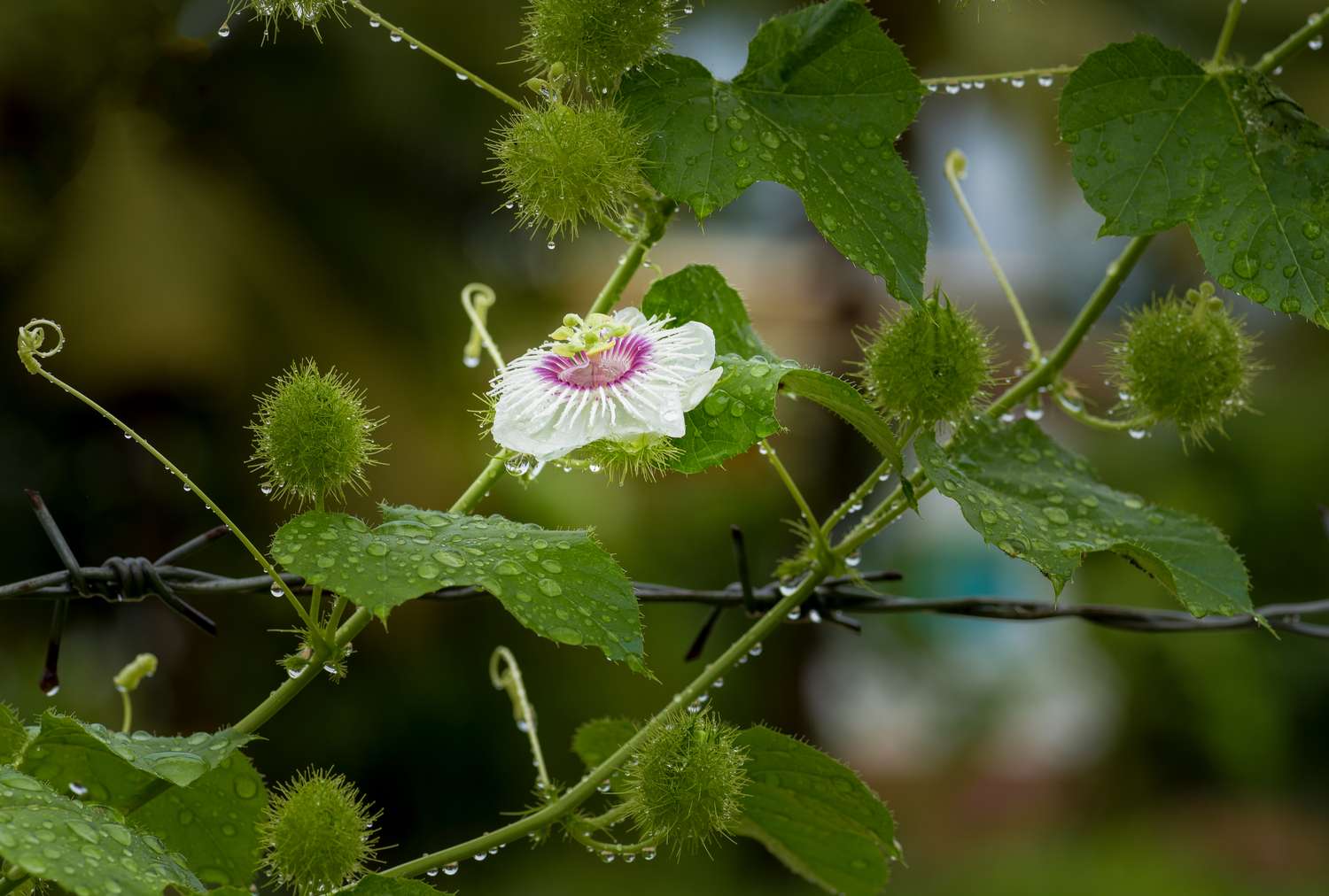 A passion fruit plant with a flower and green fruit on a vine
