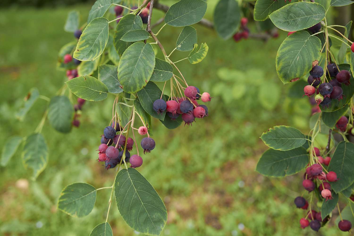 Canadian Serviceberry