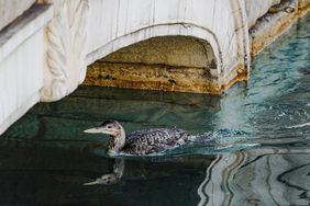 Yellow-billed loon in Lake Bellagio on the Strip in Las Vegas. 
