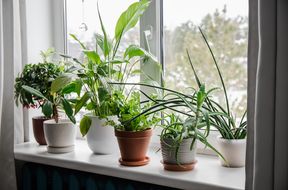 Various houseplants on a windowsill indoors with blurred trees outside