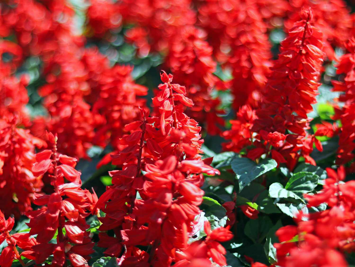red salvia 