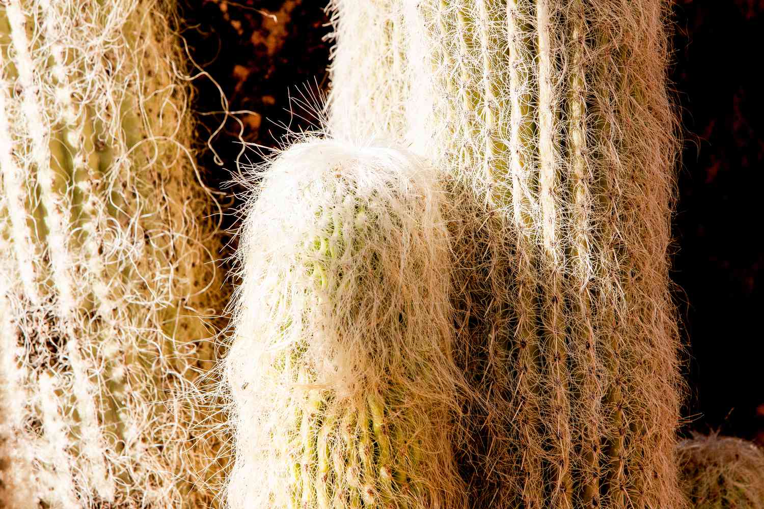 Old Man Cactus