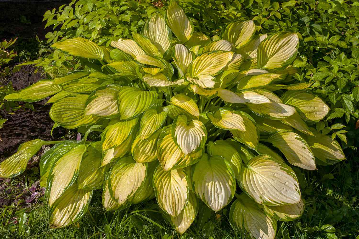 Brother Stefan Hosta