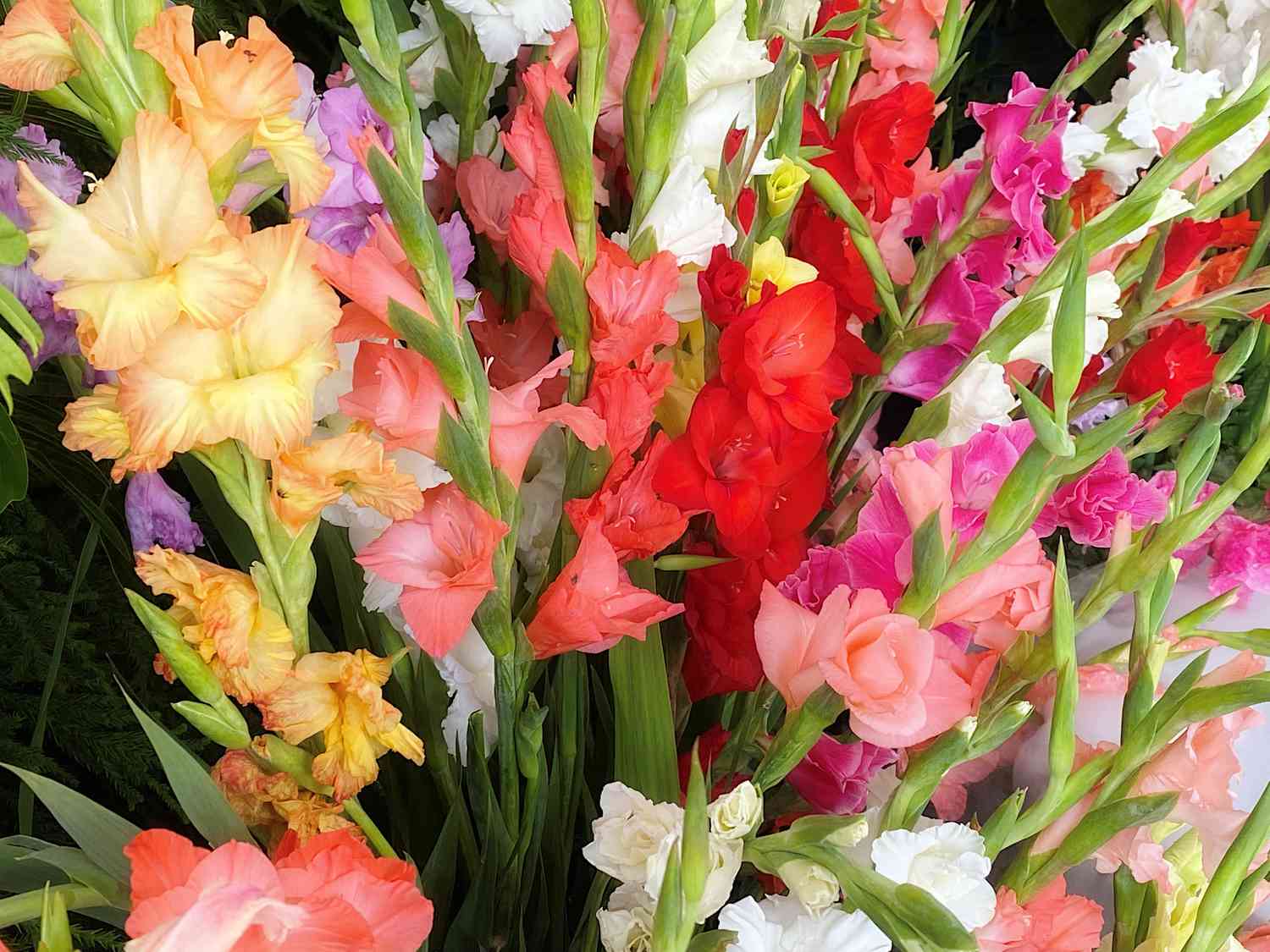 Gladiolus arrangement