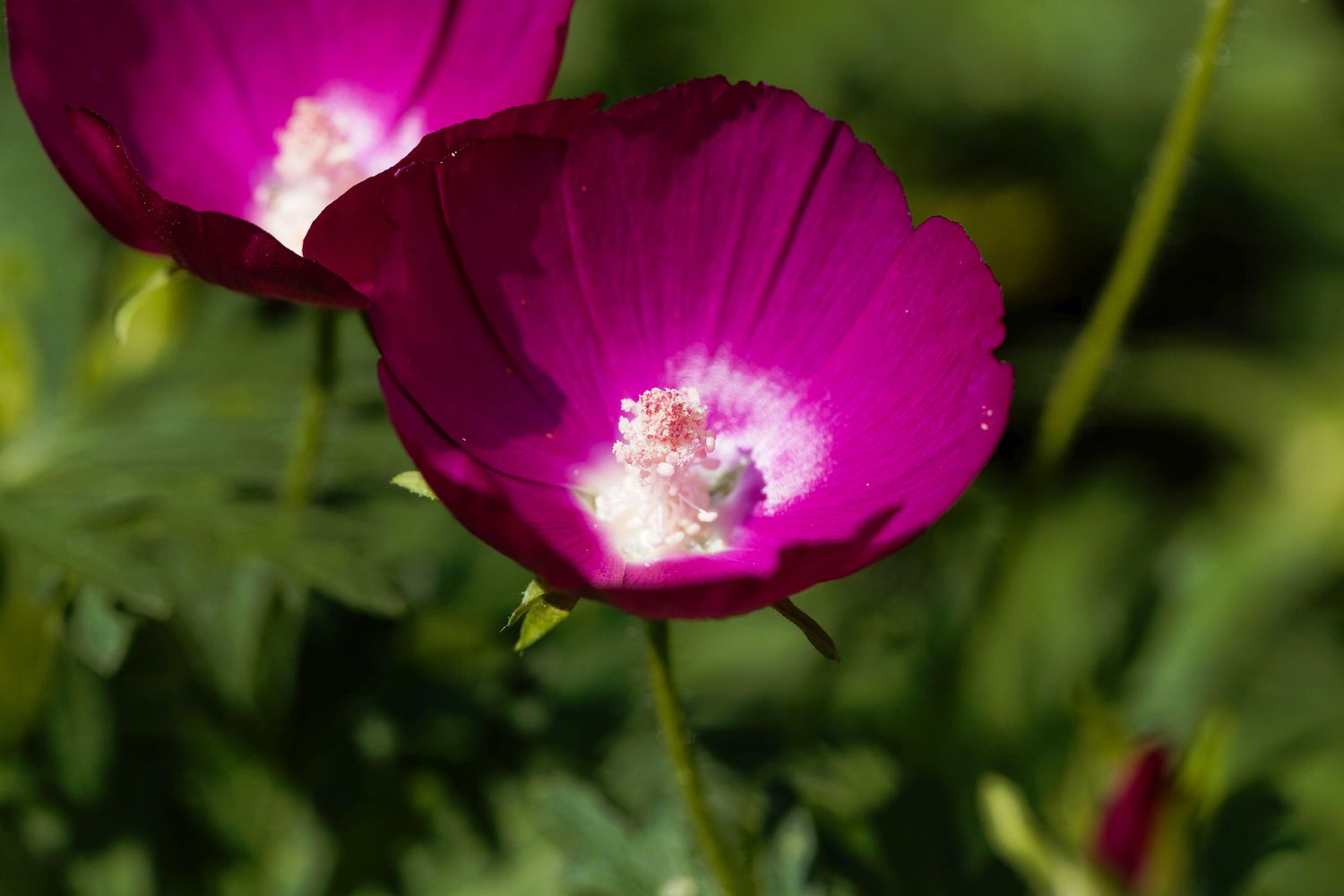 Callirhoe involucrata flower