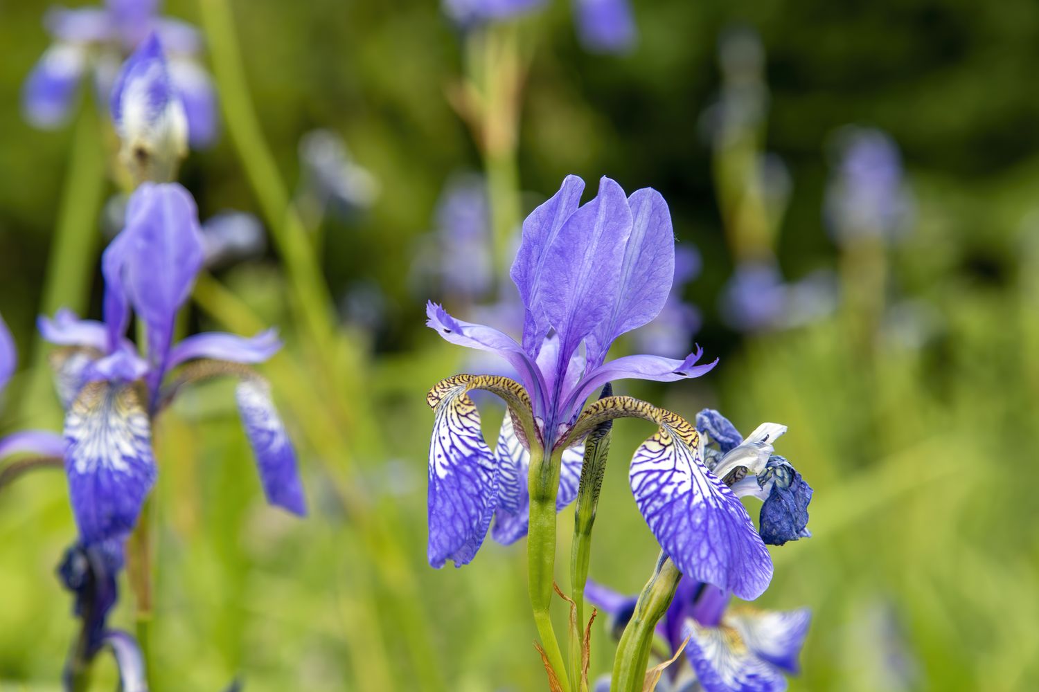 Closeup of an iris flower in a garden or natural setting