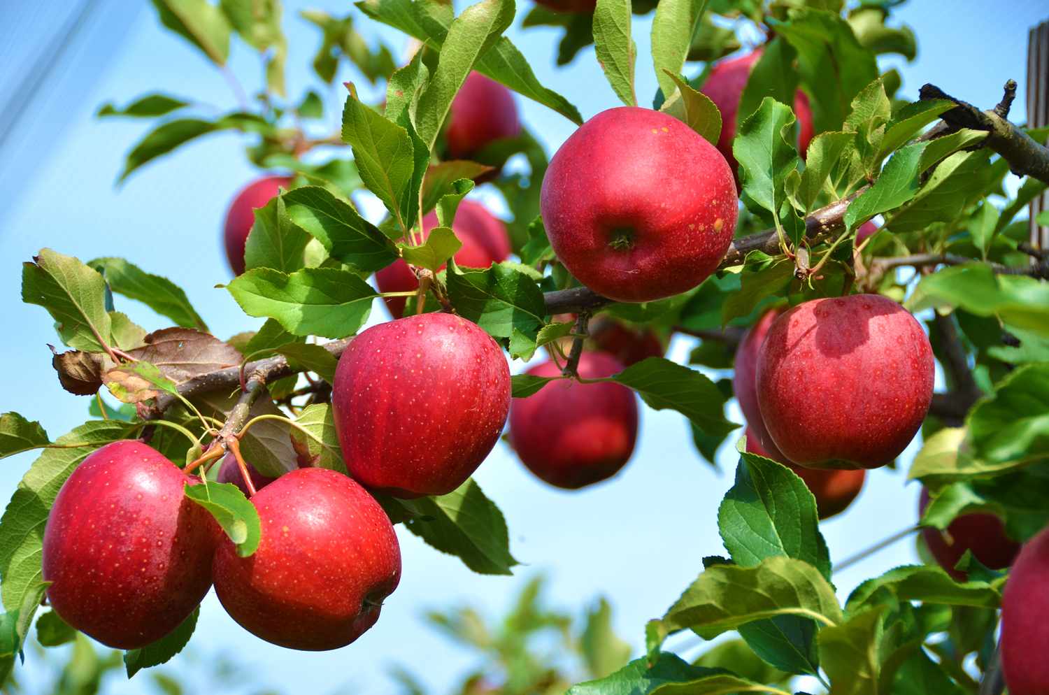 Ripe apples on tree branches