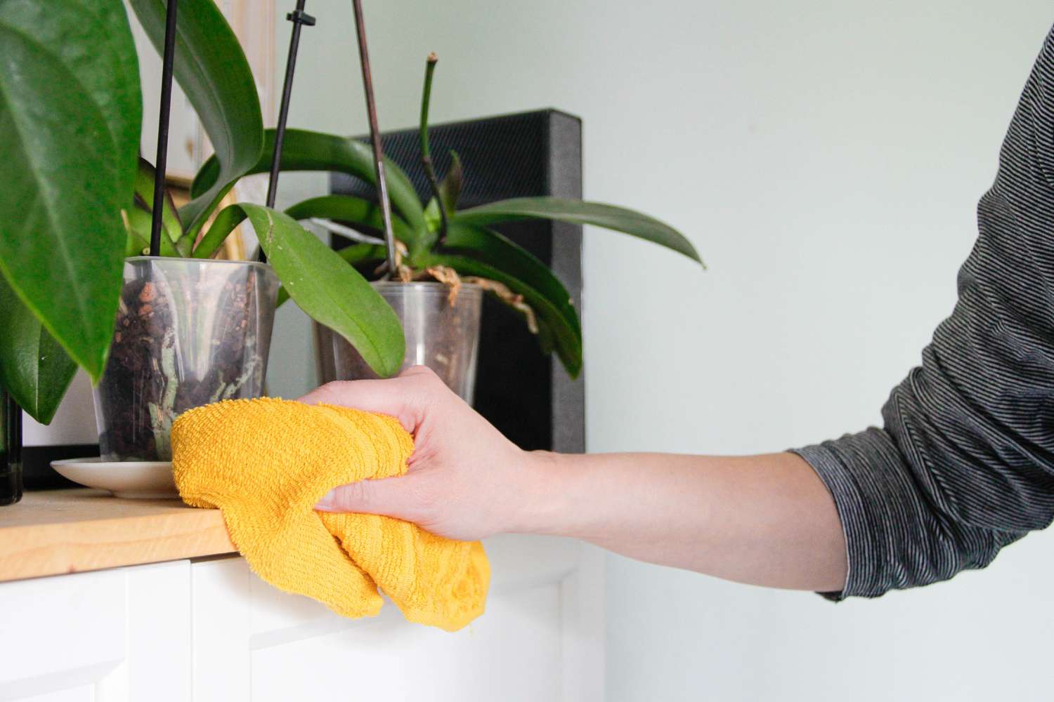 A hand cleaning a wooden surface near potted plants with a yellow cloth