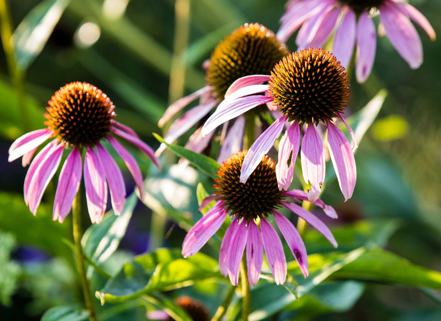 purple coneflowers in a garden