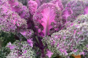 scarlet kale with bright pink leaves and frilly green edges