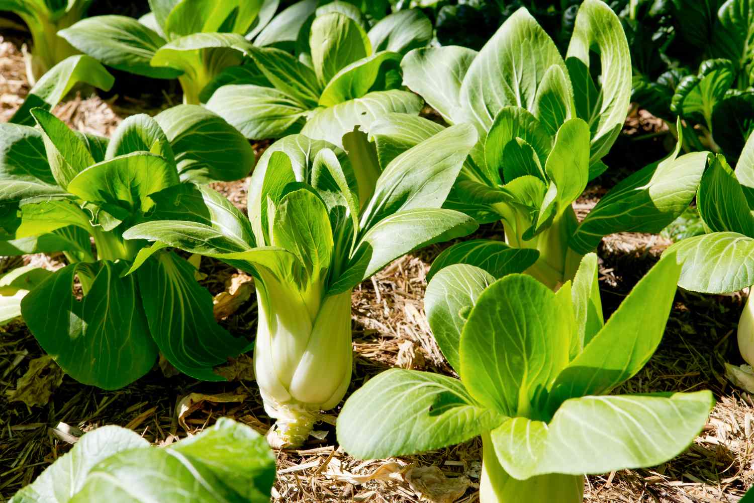 Bok choy in garden