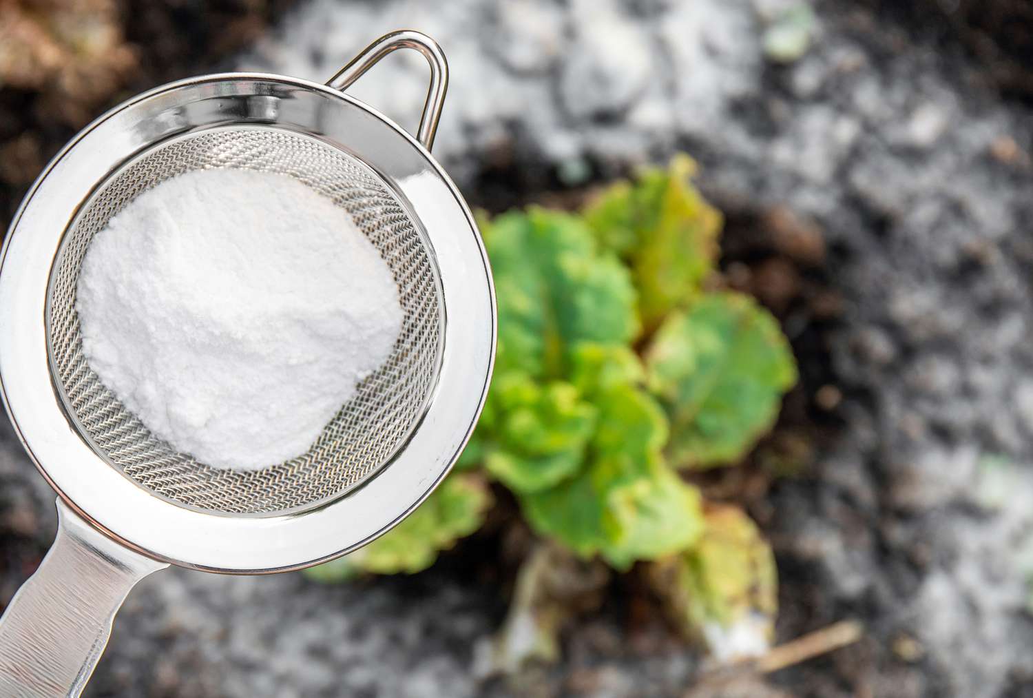 A sieve containing baking soda above a garden soil area with a small plant