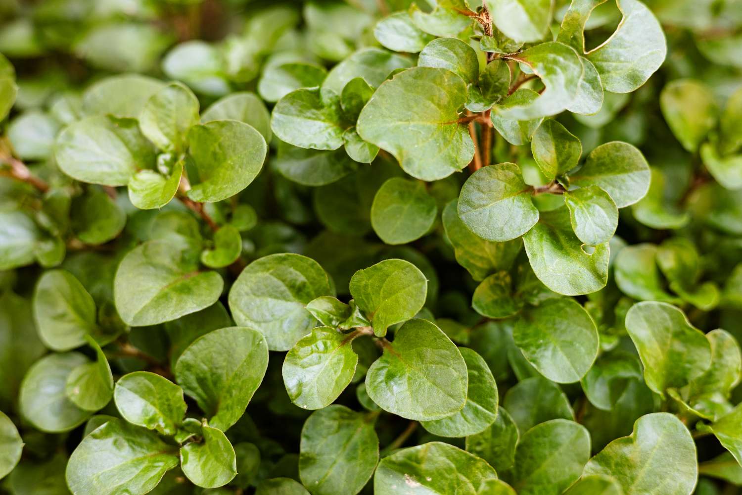Green leaves plants in vegetable garden. Watercress Leaf Background.