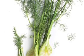 Head of fennel