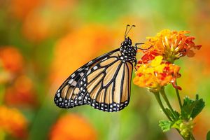 Butterfly on lantana flowers