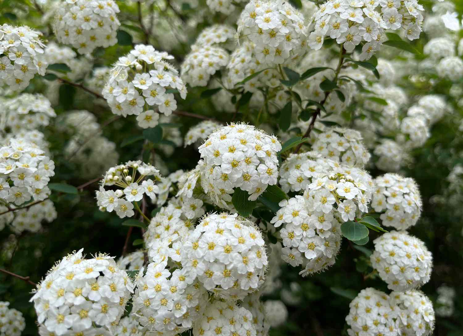 white false spirea in garden