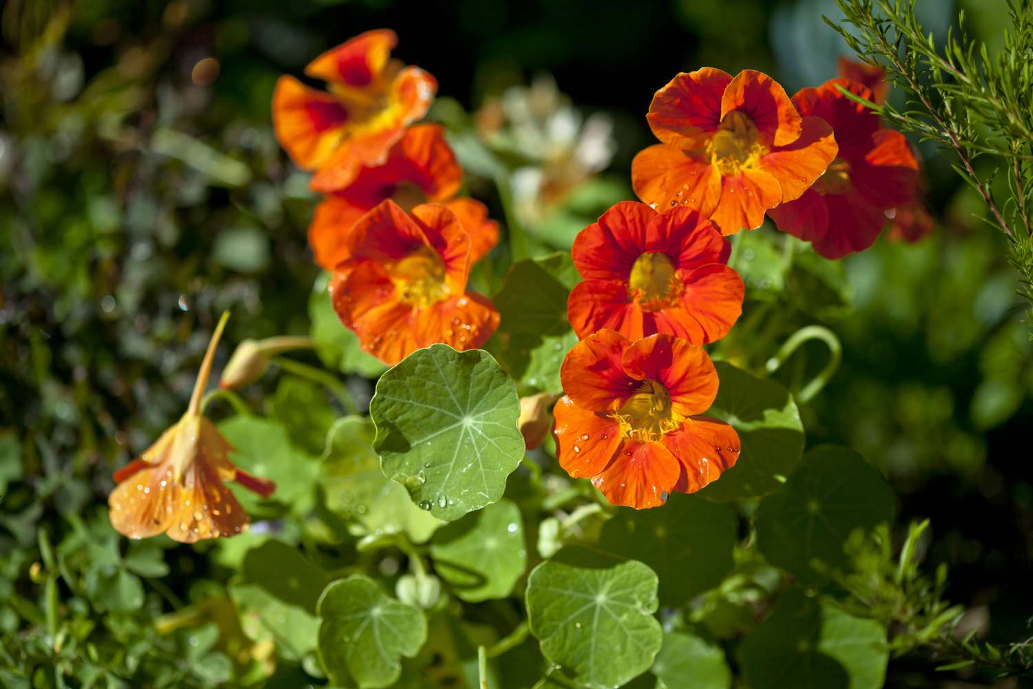Nasturtium