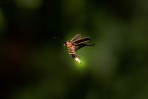 Firefly in Glow