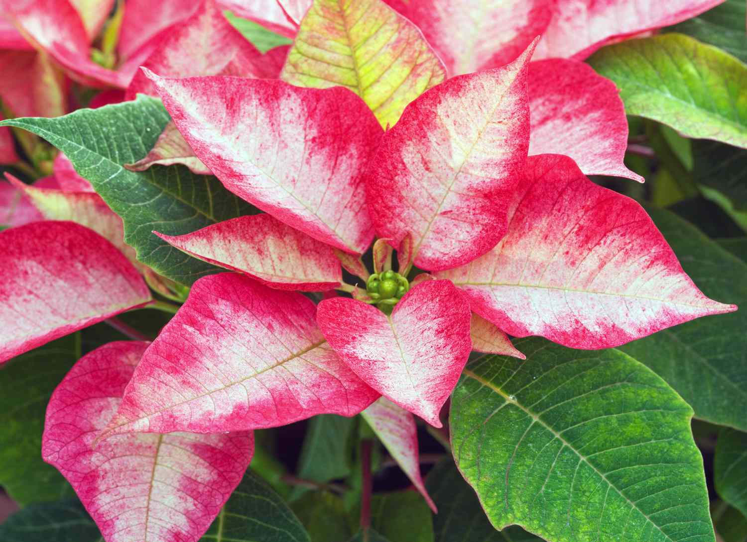 pink and white poinsettia