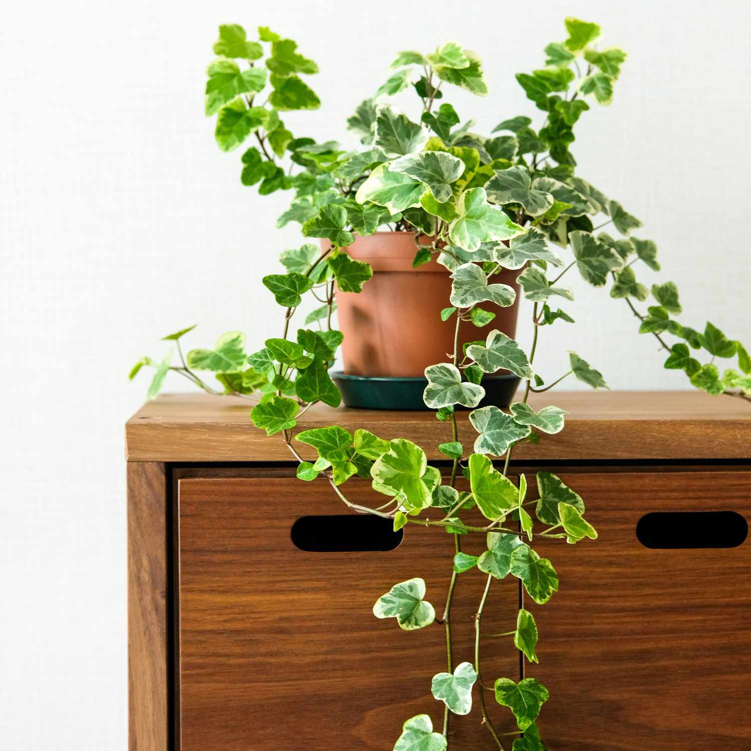Houseplant (Ivy) lying on the cabinet