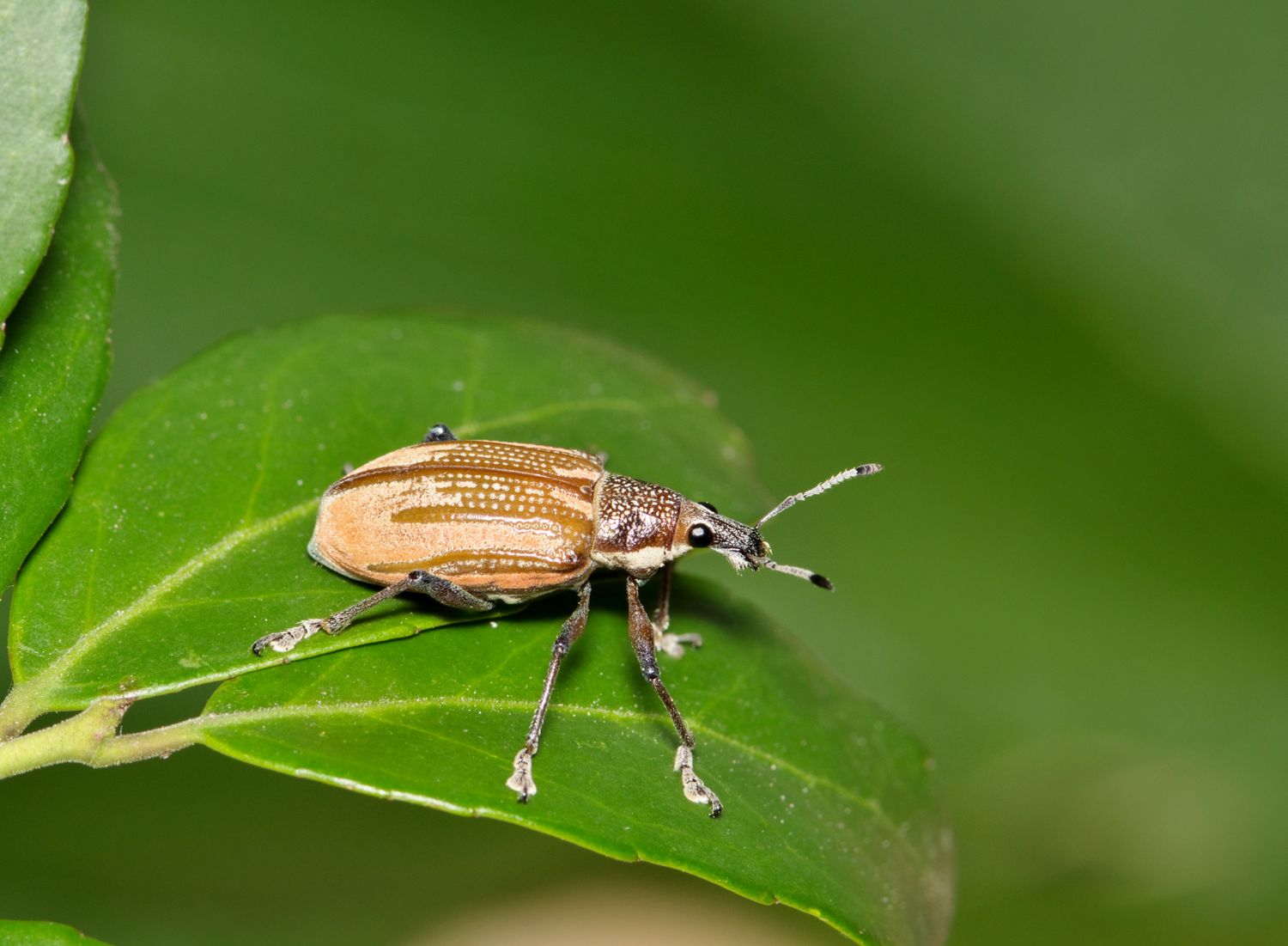A beetle on a green leaf