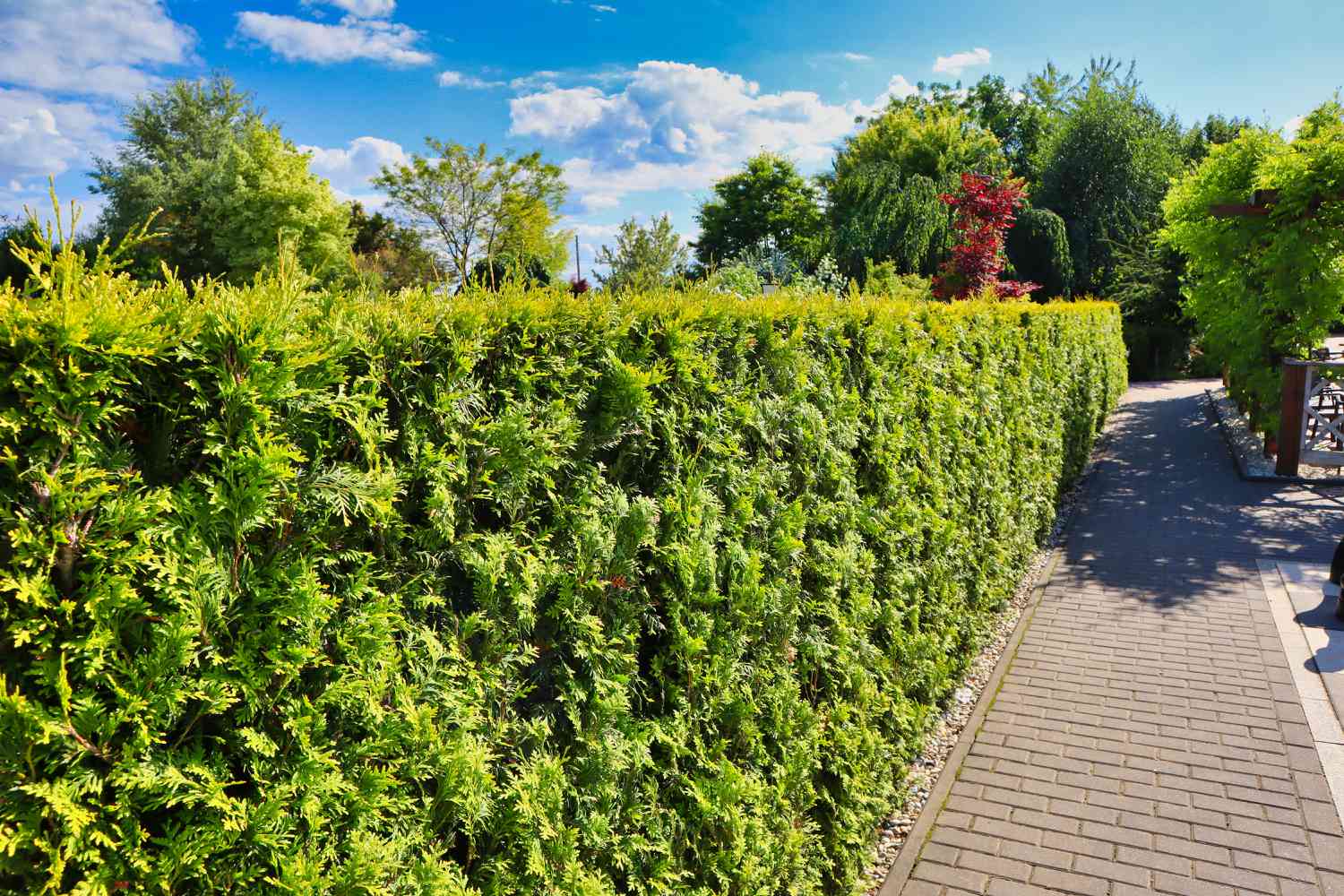 A hedge for privacy along a pathway