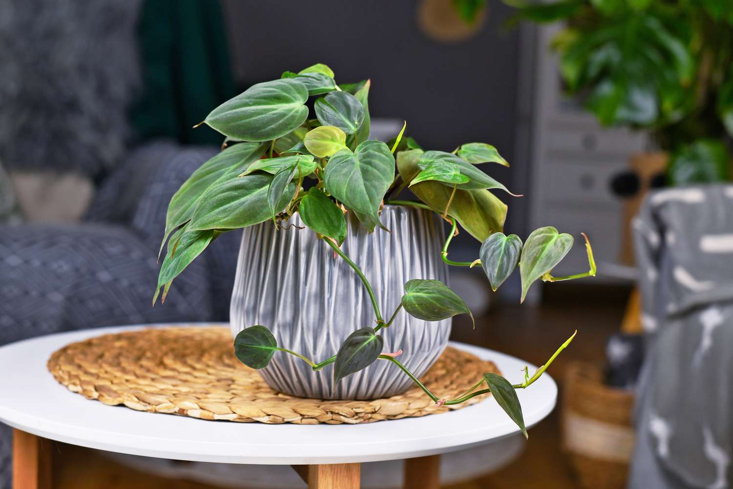 A houseplant in a decorative pot placed on a small table indoors