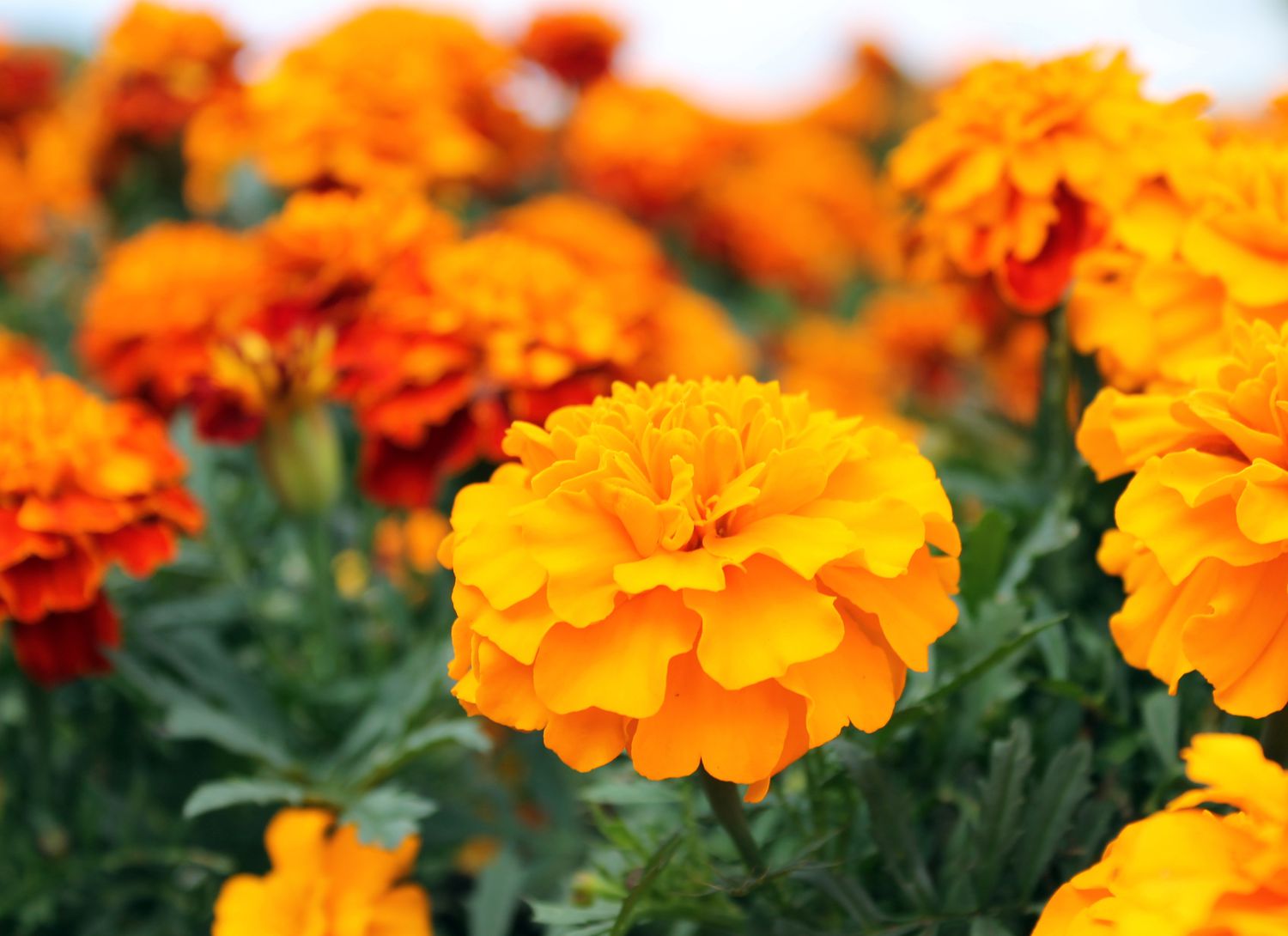 marigolds growing in a garden