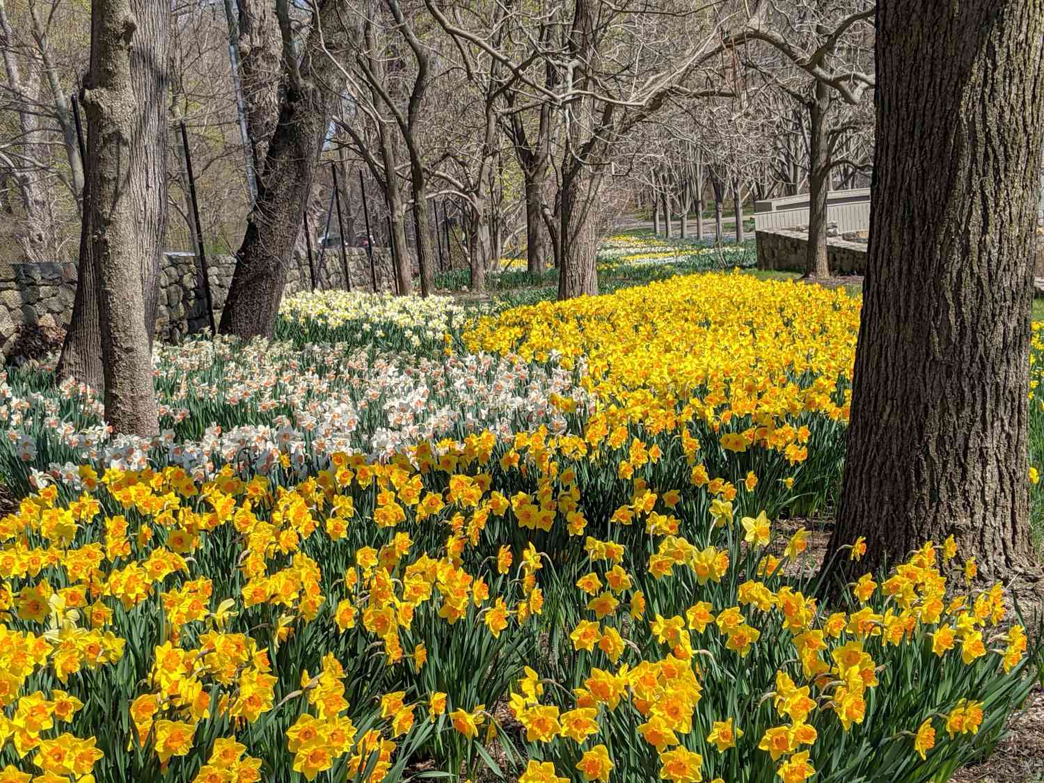 Daffodils