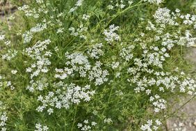 Cumin growing in a garden