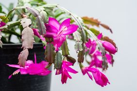 A Christmas cactus plant with blooming flowers in a black container