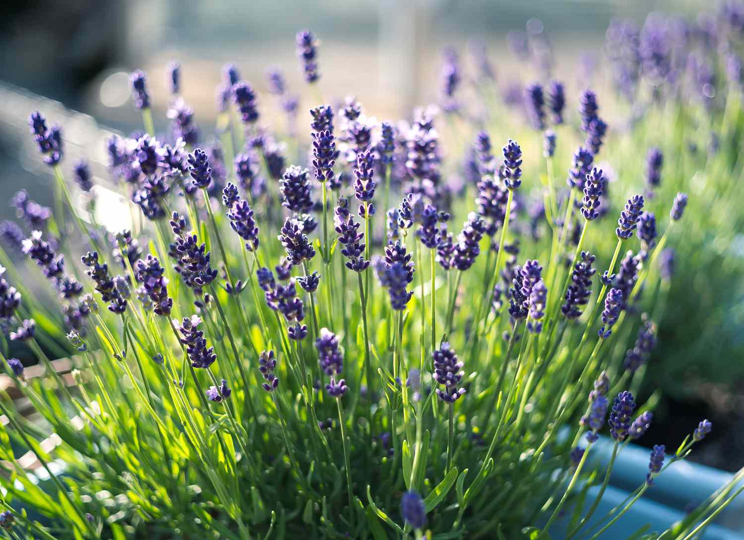  lavender herb blooms in blue pot outside