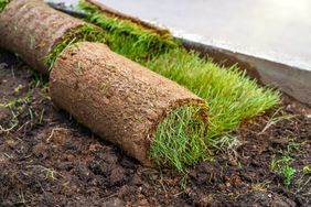 Rolled turf sections on bare soil near a paved edge suggesting landscaping activity